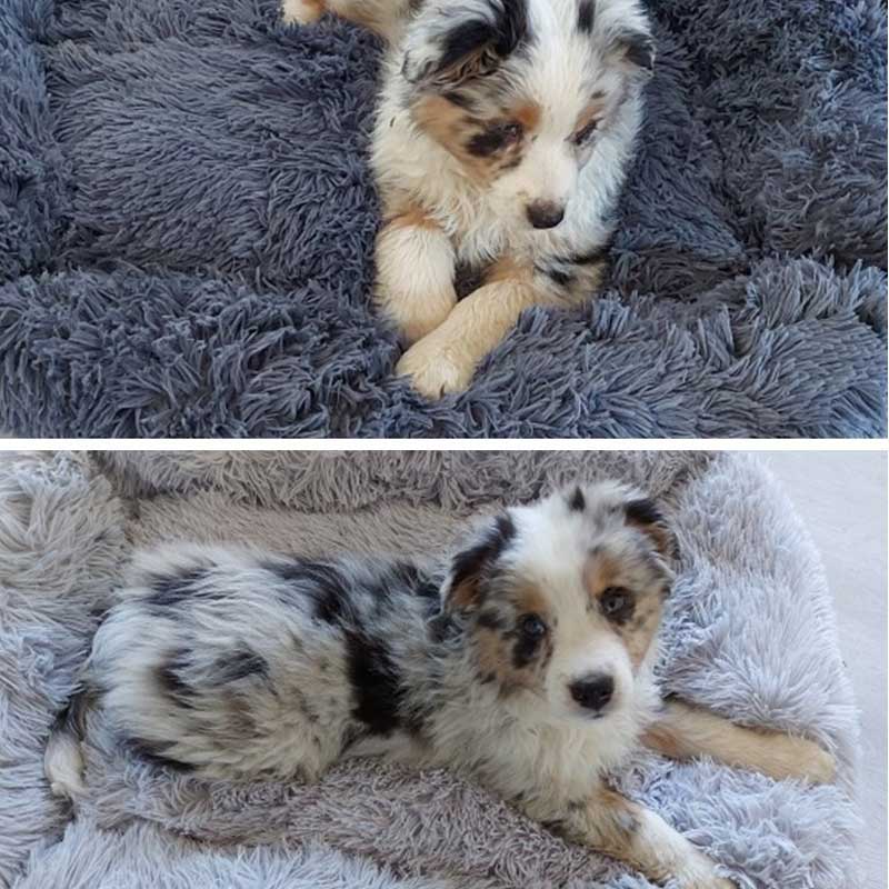 Dogs Long Plush Solid Bed - Image 4